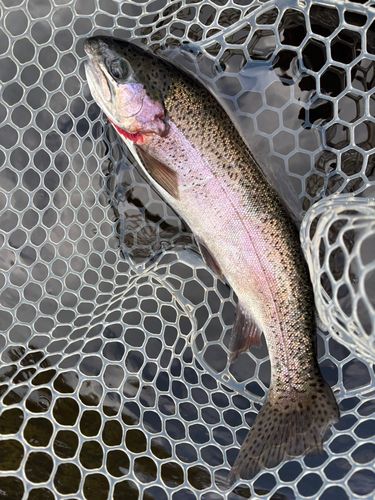 レインボートラウトの釣果