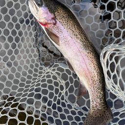 レインボートラウト