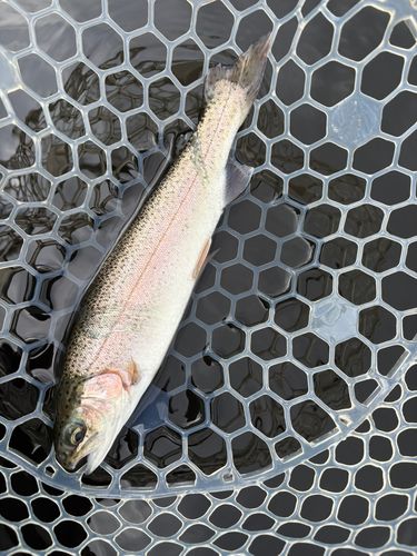 レインボートラウトの釣果