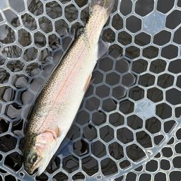 レインボートラウト