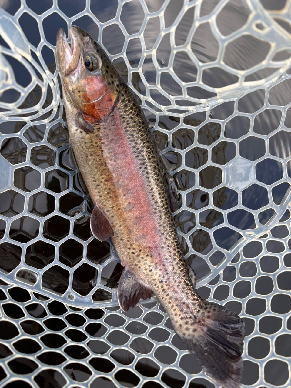 レインボートラウト