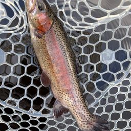 レインボートラウト