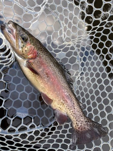 レインボートラウトの釣果