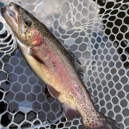 レインボートラウト