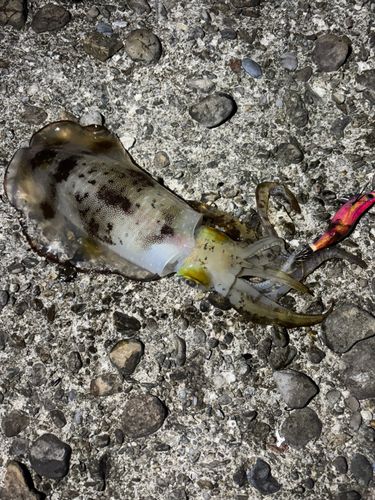 アオリイカの釣果