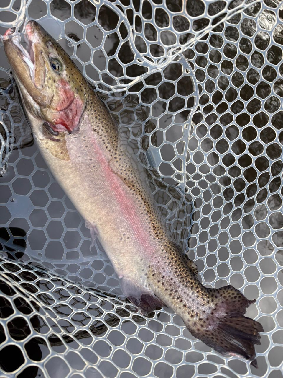 レインボートラウト