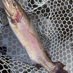 レインボートラウト