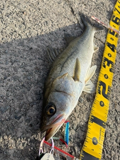 フッコ（マルスズキ）の釣果