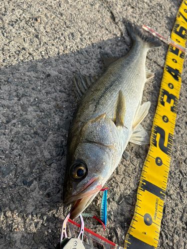 セイゴ（マルスズキ）の釣果
