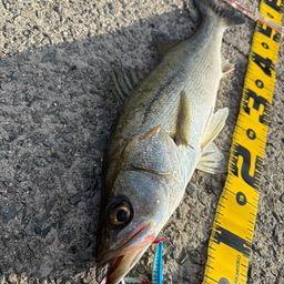 セイゴ（マルスズキ）