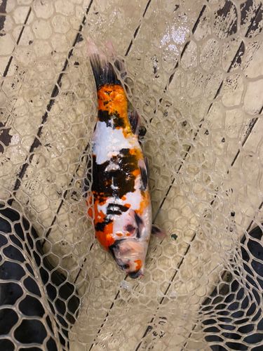 ドイツゴイの釣果