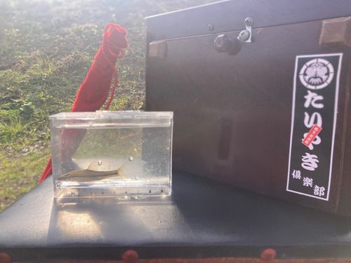 クチボソの釣果