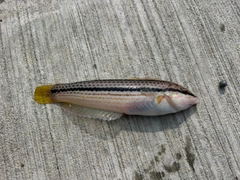 キュウセンの釣果