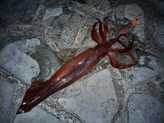 スルメイカの釣果