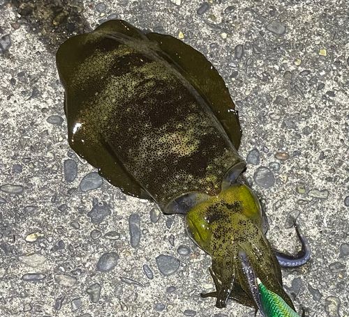 アオリイカの釣果