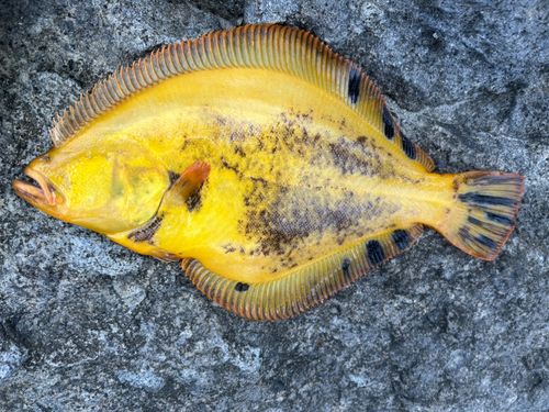 マツカワの釣果