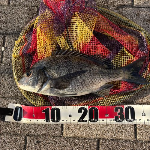 クロダイの釣果