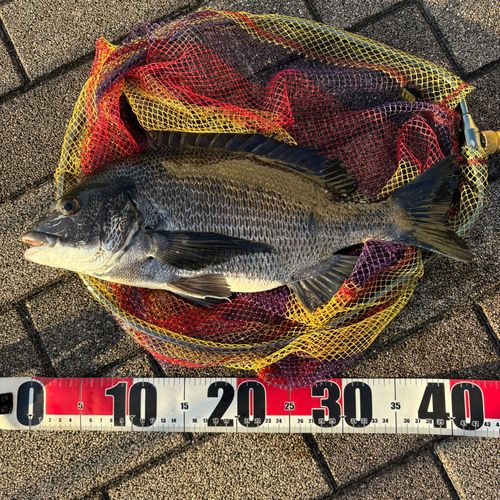 クロダイの釣果