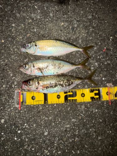 アジの釣果