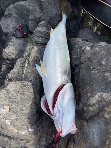 ブリの釣果