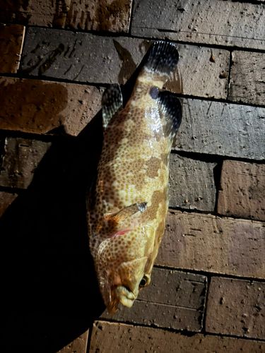 カンモンハタの釣果