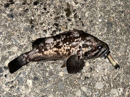 クロソイの釣果