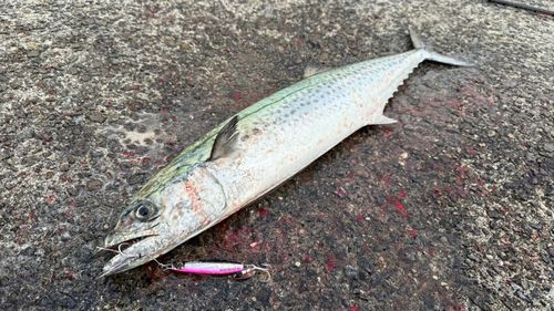 サワラの釣果