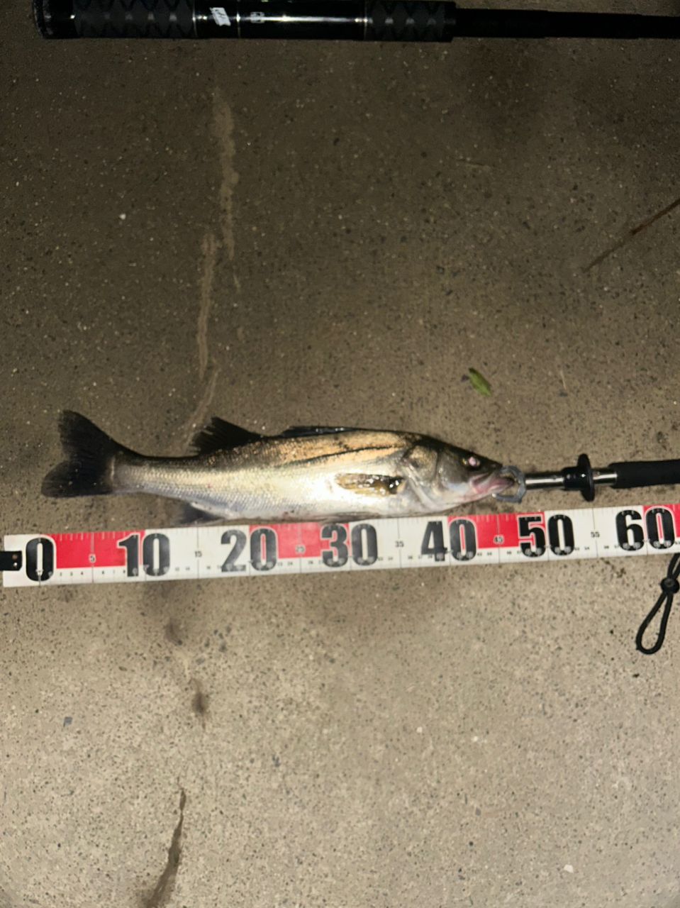 フッコ（マルスズキ）