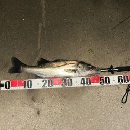 フッコ（マルスズキ）