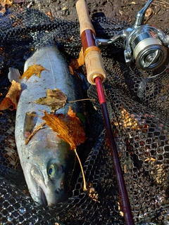 ブラウントラウトの釣果