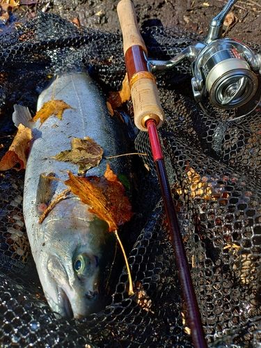ブラウントラウトの釣果