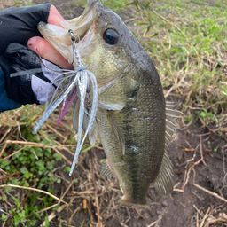 ラージマウスバス