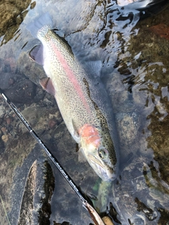 ニジマスの釣果