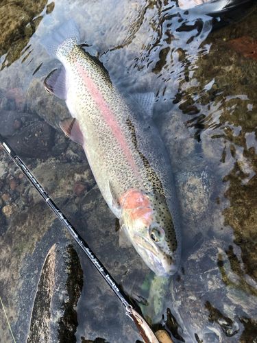 ニジマスの釣果
