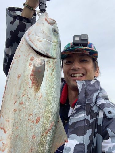 メジロの釣果