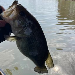 ラージマウスバス