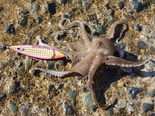 タコの釣果