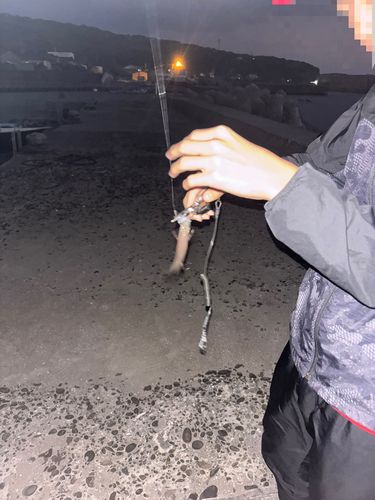 キンギョの釣果