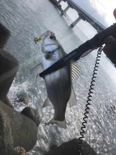 セイゴ（ヒラスズキ）の釣果