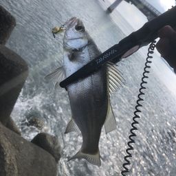 セイゴ（ヒラスズキ）