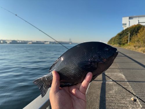 メジナの釣果