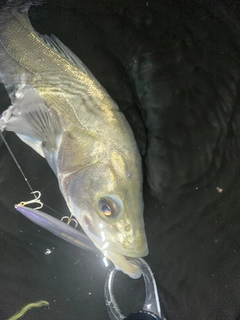 フッコ（マルスズキ）の釣果