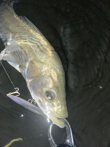 フッコ（マルスズキ）の釣果