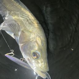 フッコ（マルスズキ）