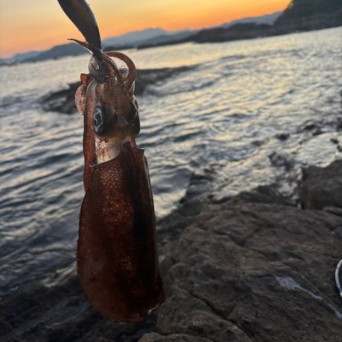 イカの釣果
