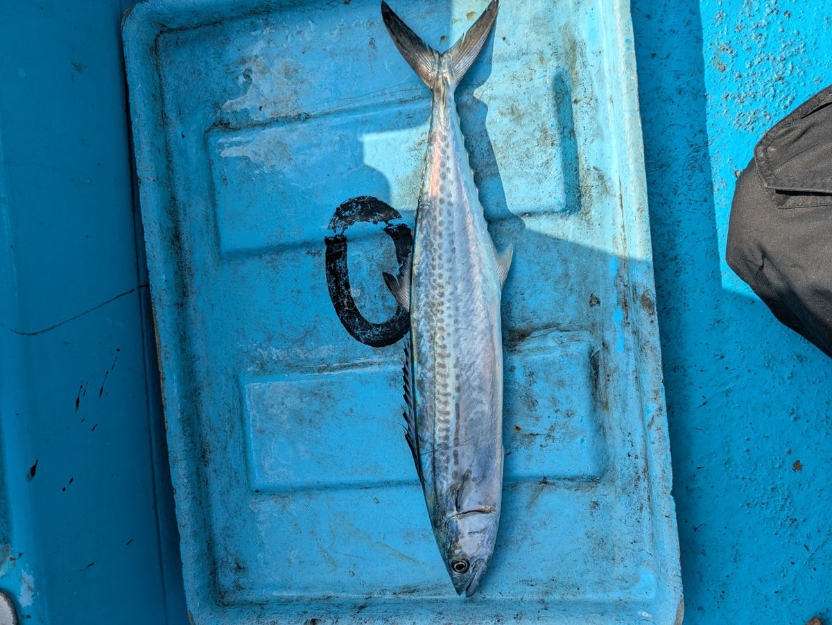 まぶ〜さんの釣果 2枚目の画像