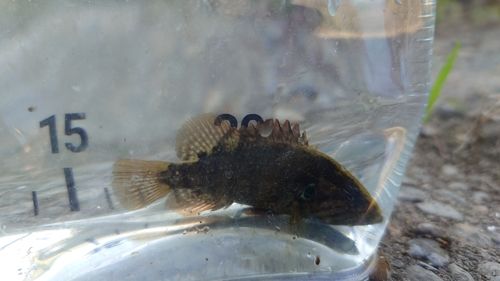 オヤニラミの釣果