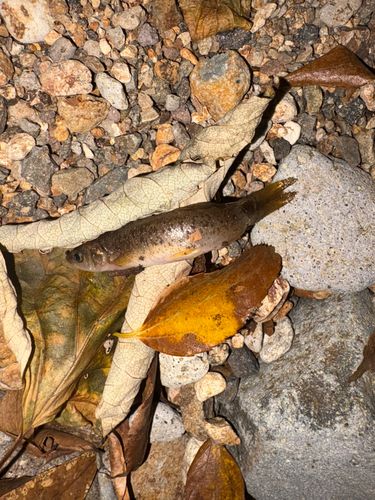 タカハヤの釣果