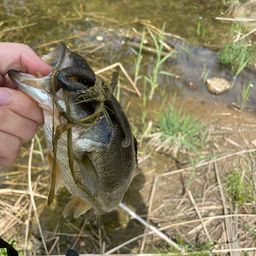 ラージマウスバス