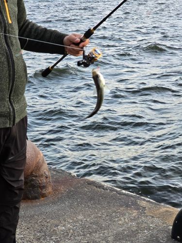 セイゴ（ヒラスズキ）の釣果